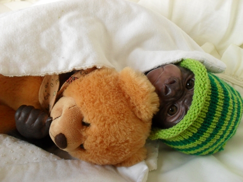 Kleines Gorilla-baby Kiwi Sdc15828