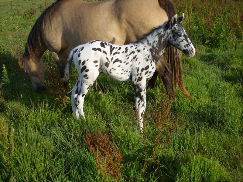ABH BLACKY JAZZ DERBY 27_mai10