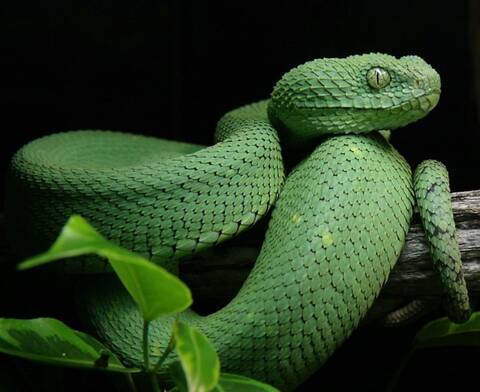 Atheris chlorechis from Mt. Nimba (Photo: C. Brede).