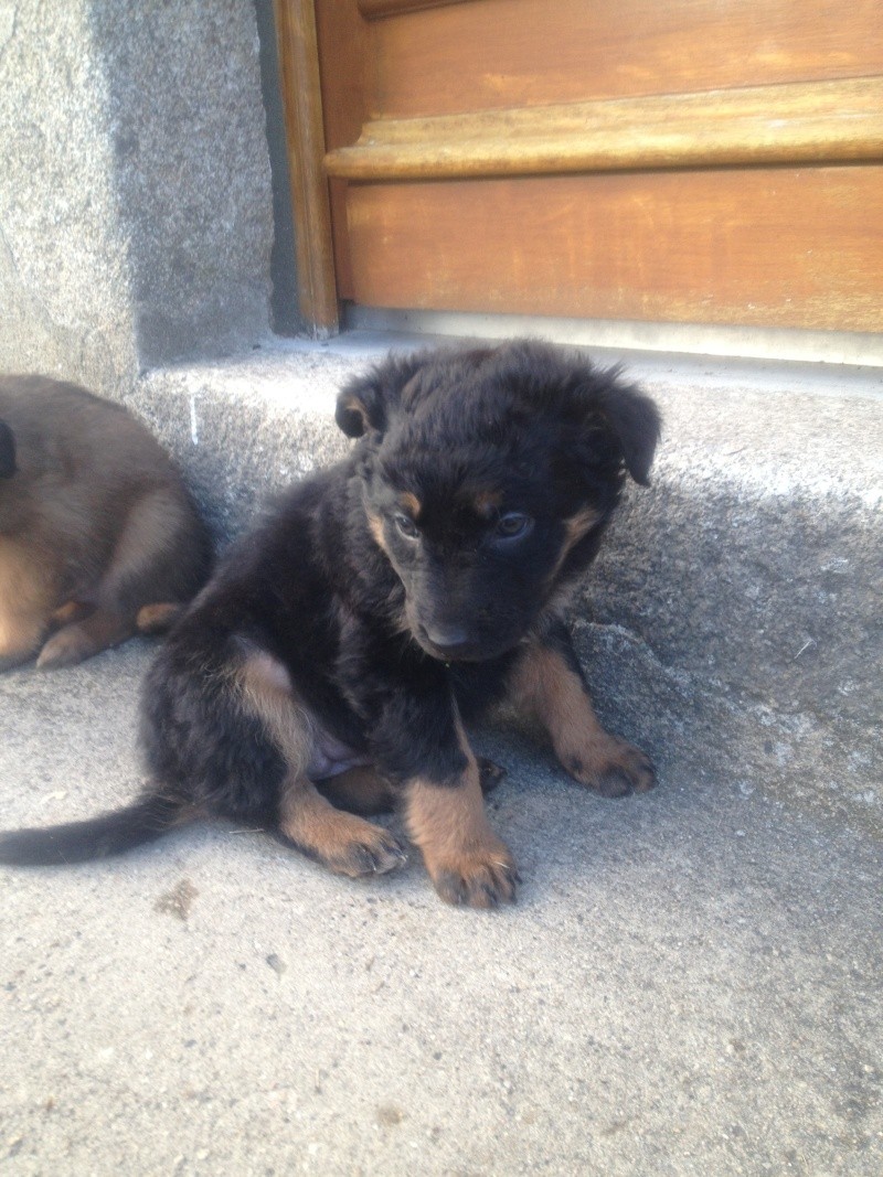 Nos 6 chiots croisés berger allemand/tervueren Macha10