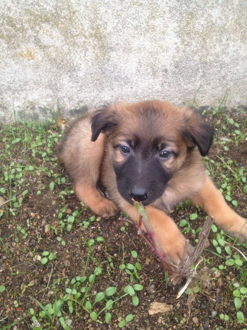 Nos 6 chiots croisés berger allemand/tervueren Stone_11