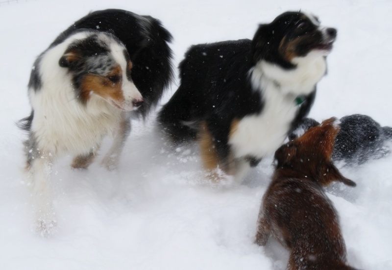 Snow Fur Kids!!! 01110