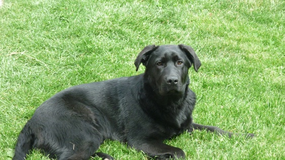 Tizón, perro negro grande perdido Tizonp10