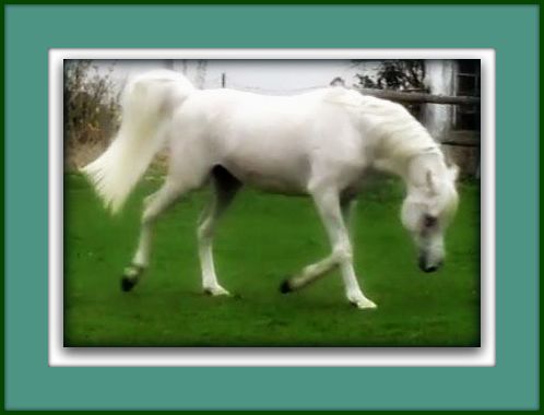 Beauti - and powerful classical SE Stallion for your consideration! 135_jp10