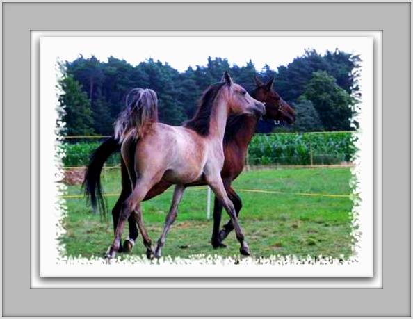 Beauti - and powerful classical SE Stallion for your consideration! Daught10