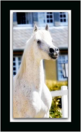Beauti - and powerful classical SE Stallion for your consideration! Dsc_8010