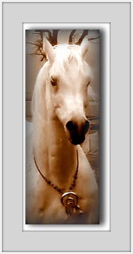 Beauti - and powerful classical SE Stallion for your consideration! Ramoni14