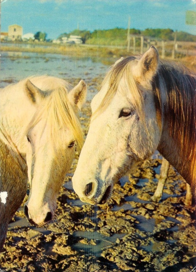 les chevaux.. - Page 6 Chevau11