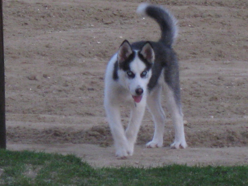 OURAL chiot husky 4 mois (REF28) ADOPTE Img_5810