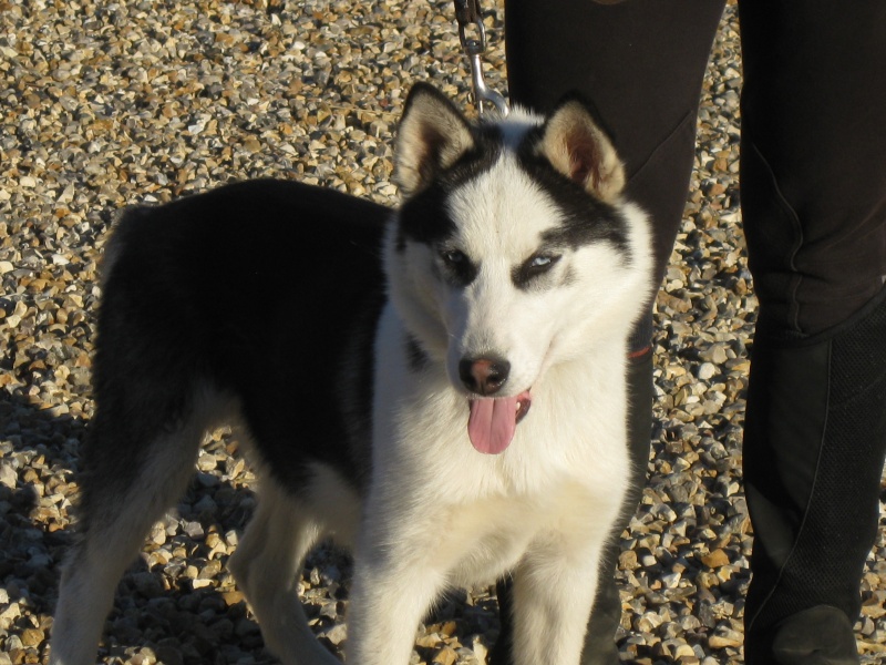 OURAL chiot husky 4 mois (REF28) ADOPTE - Page 2 Img_5910