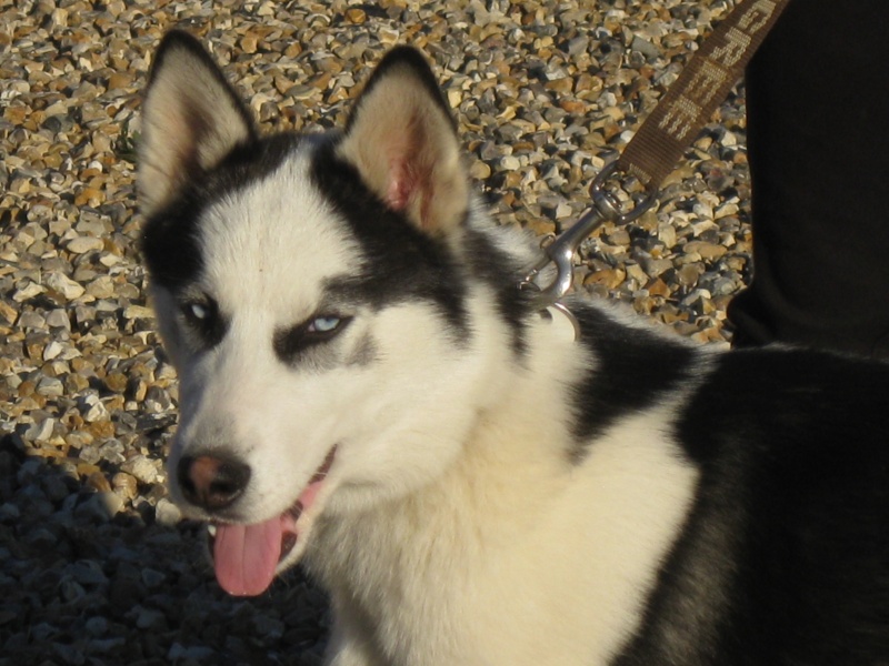 OURAL chiot husky 4 mois (REF28) ADOPTE - Page 2 Img_5912