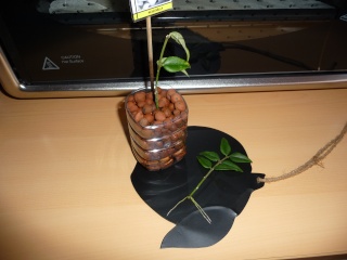 Hoya lanceolata subsp. bella (= Hoya bella) Le_01_10