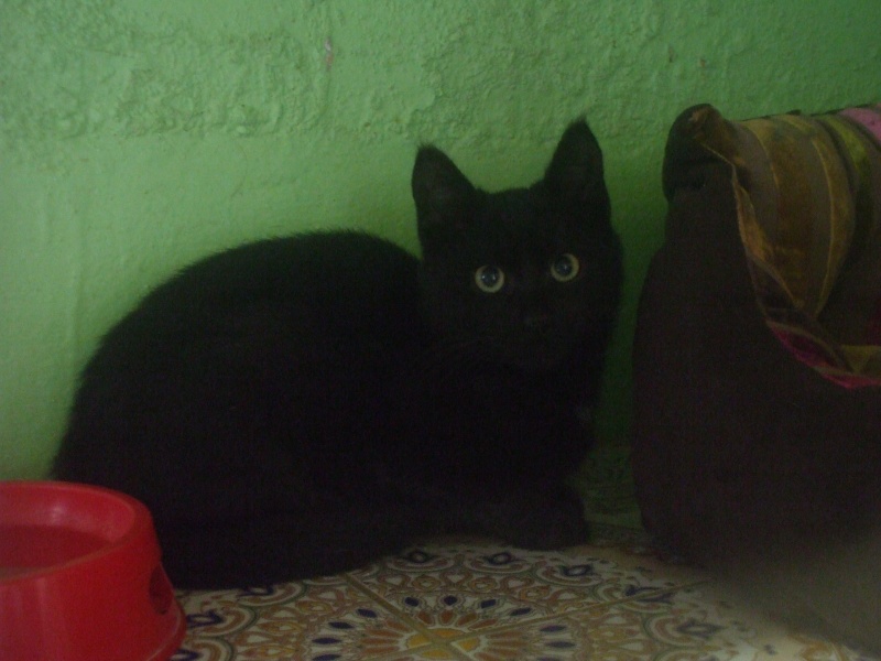 besoin d'une asso, FA ou adoptant pour un chaton noir Dscf1111
