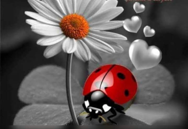 <font color = red>LA CHRYSALIDE DE COCCINELLE</font>