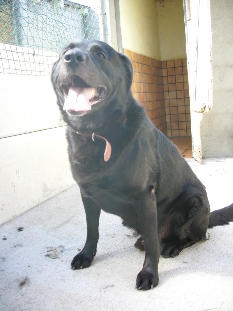 HERCULE( mâle labrador noir) Dsci0115