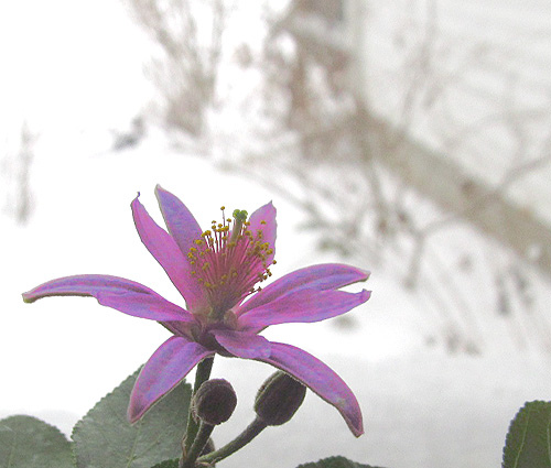 Grewia Occidentalis (Lavender Star Flower) questions... 02122011