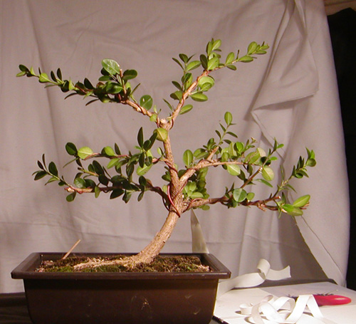 Two-year anniversary boxwood (or, two years in a beginners life) Boxwoo11