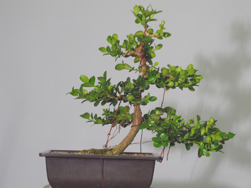 Two-year anniversary boxwood (or, two years in a beginners life) Boxwoo12