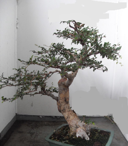Finding a style for a 15yr Chinese Elm Neil_e11