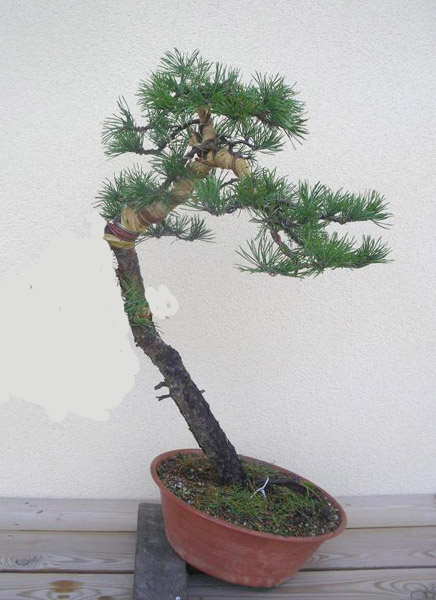 pinus sylvestris yamadori Pine_y10