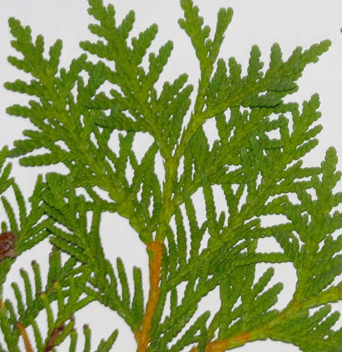 Thuja occidentalis (northern white cedar) foliage problem/browning Thuja_10