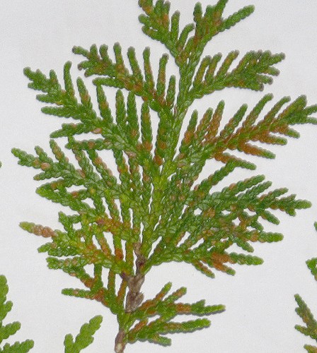 Thuja occidentalis (northern white cedar) foliage problem/browning Thuja_11