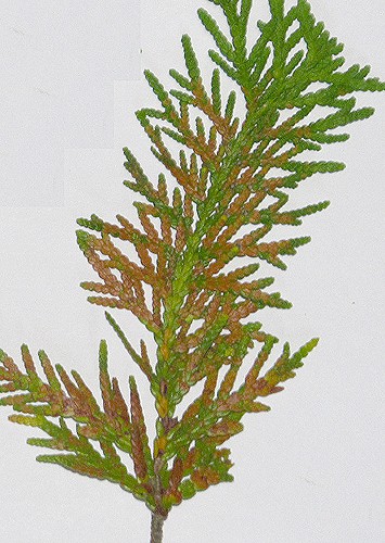 Thuja occidentalis (northern white cedar) foliage problem/browning Thuja_12