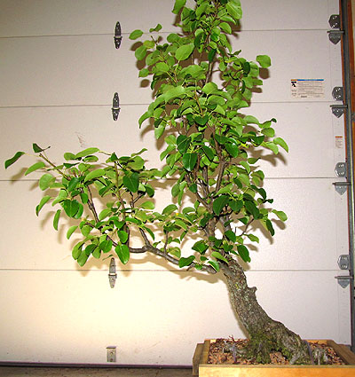 Callery Pear Raw Material How To Proceed