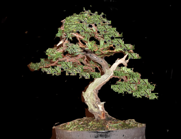 Japanese Yew, First Styling Yew310