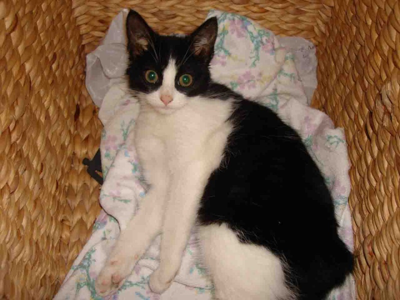 Lix Fee / Gaia chatonne noire et blanche née vers mi juin 2011 B12
