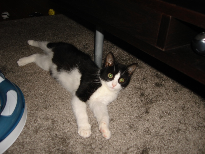 Lix Fee / Gaia chatonne noire et blanche née vers mi juin 2011 Dsc01916