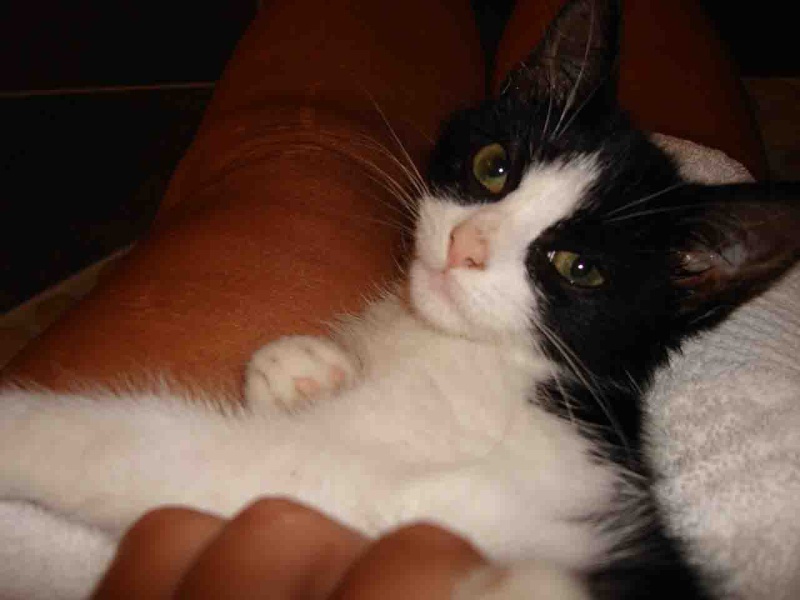 Lix Fee / Gaia chatonne noire et blanche née vers mi juin 2011 E11