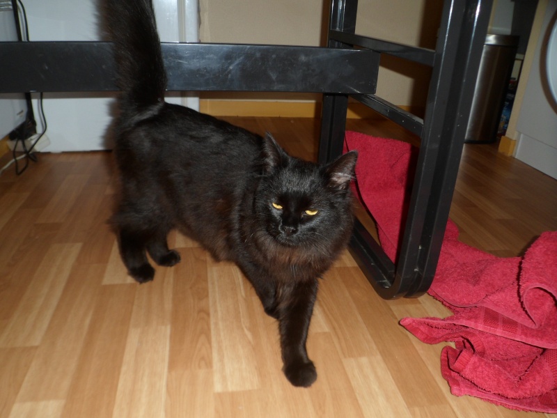 Velours, adorable chaton noir aux poils longs Sam_1210