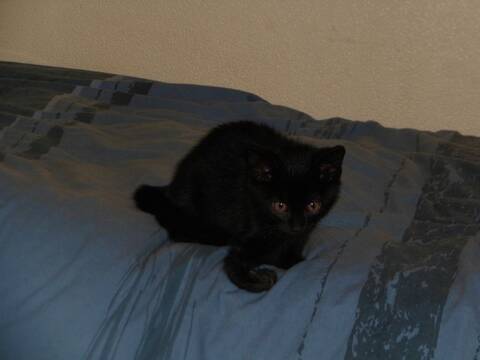 Hidalgo 2 Mois Chaton A 3 Pattes