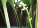 echino en fleurs 100_4210