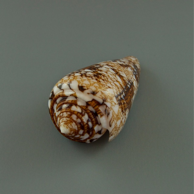 Conus (Cylinder) scottjordani (Poppe, Monnier & Tagaro, 2012) Dsc01815
