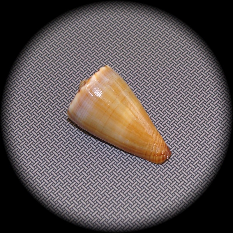 Conus (Splinoconus) reductaspiralis  Walls, 1979 Dsc03912