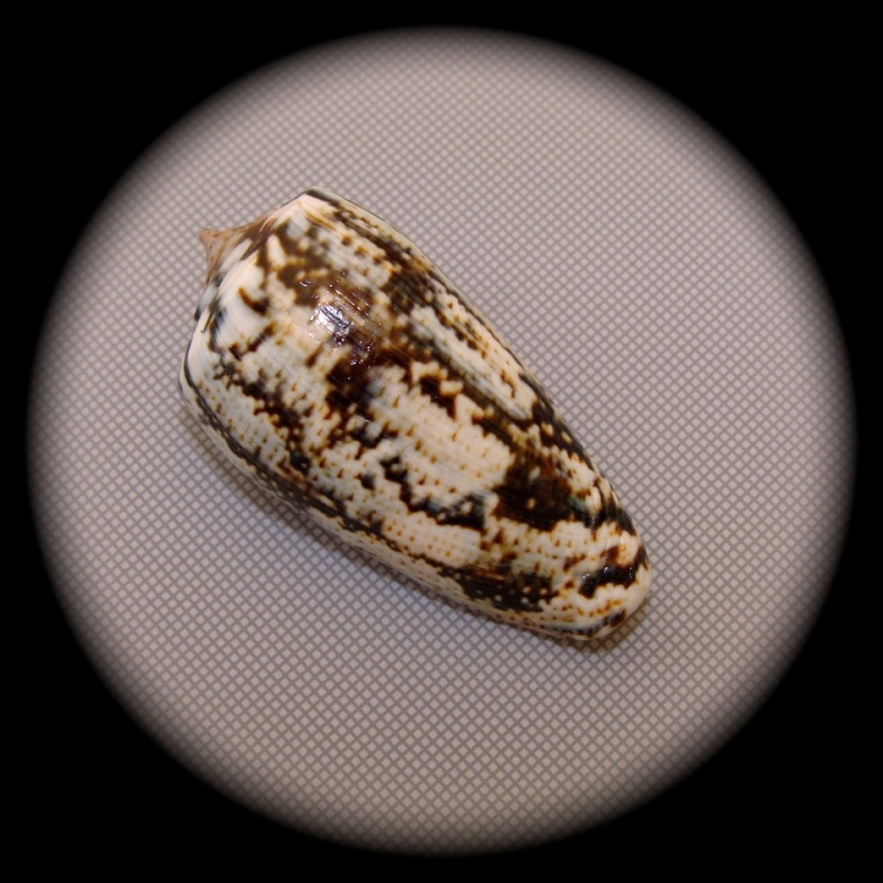 Conus (Floraconus)  cuvieri   Crosse, 1858 Dsc09510