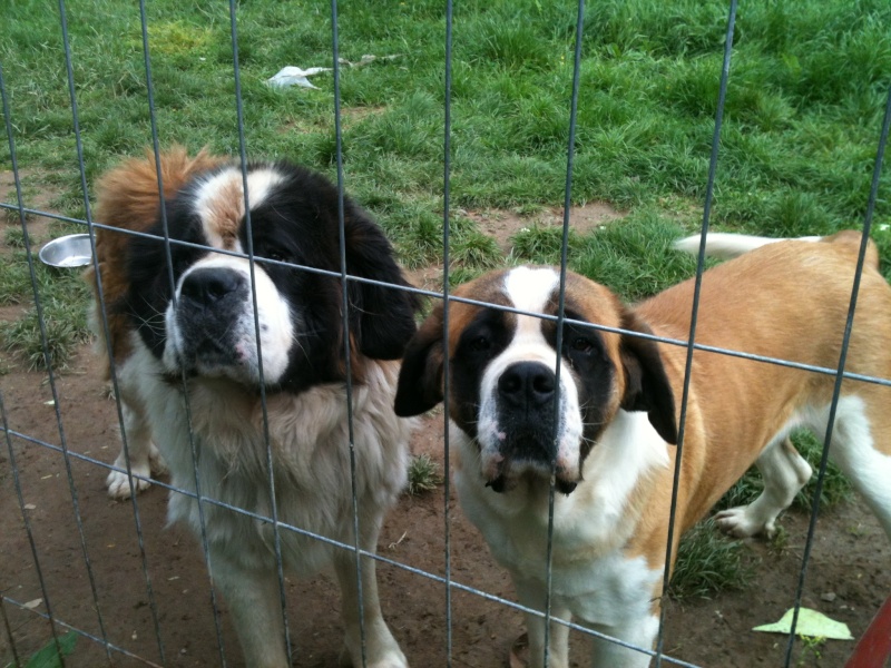 Urgent recherchons FA pour saint bernard, bouledogue anglais et berger allemand avant fin mai Img_5616