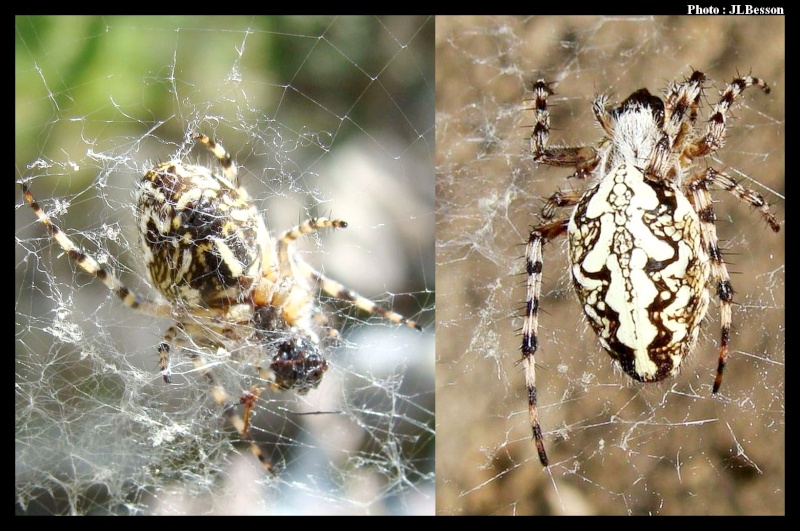 Araignée Quizz 1 - Aculepeira ceropegia - Epeire feuille de chêne Quizz_11