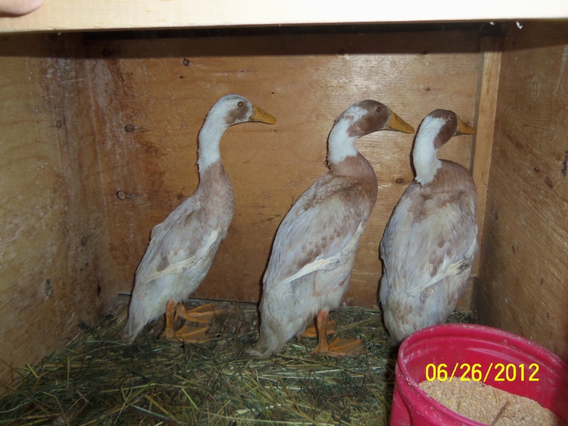 Canard recherché!!(Jar pékin et couple coureur indien) 100_0011