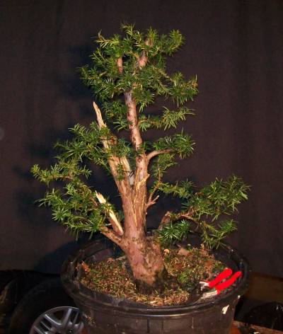 Progression - Taxus Collected from a Hedge 100_4413