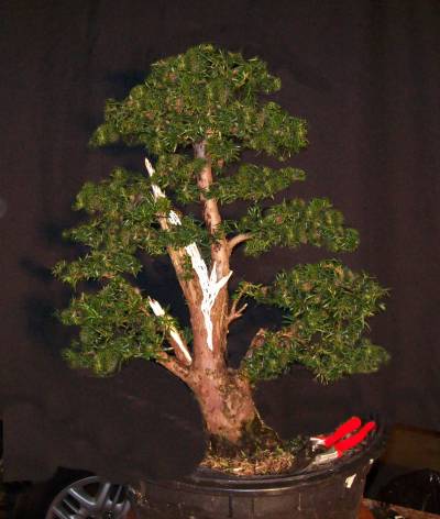 Progression - Taxus Collected from a Hedge 100_4414