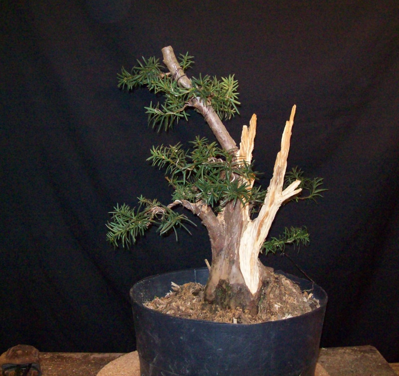  Progression - Taxus #2 Collected from a Hedge 100_5015