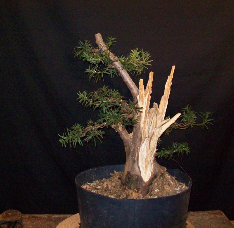  Progression - Taxus #2 Collected from a Hedge 100_5017