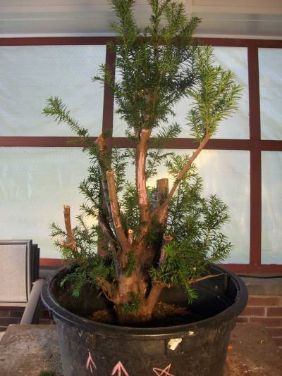 Progression - Taxus Collected from a Hedge Taxus_14