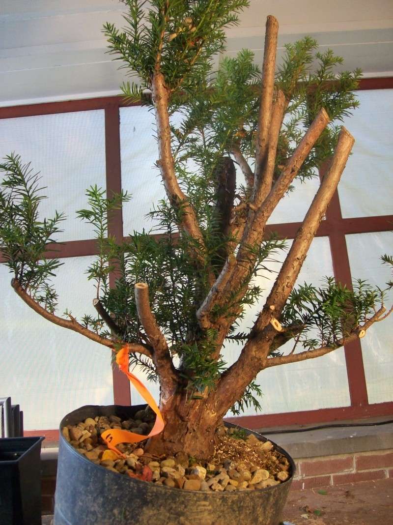Progression - Taxus #2 Collected from a Hedge Taxus_19