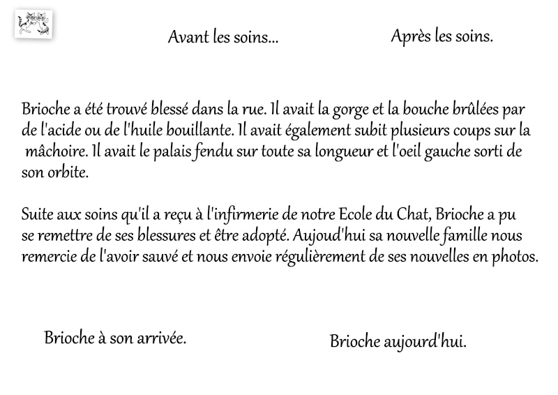 Brioche - croisé siamois rescapé (2005) - Page 3 Brioch10