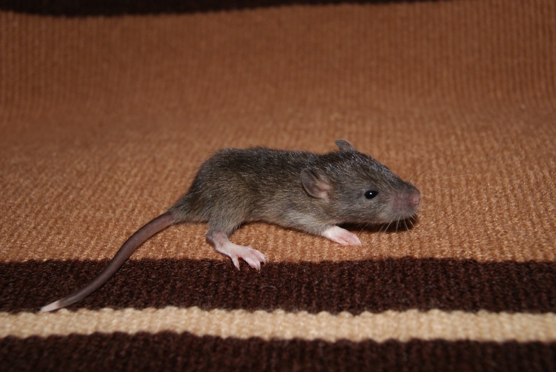 Mes adorables ratons  A6-fil10