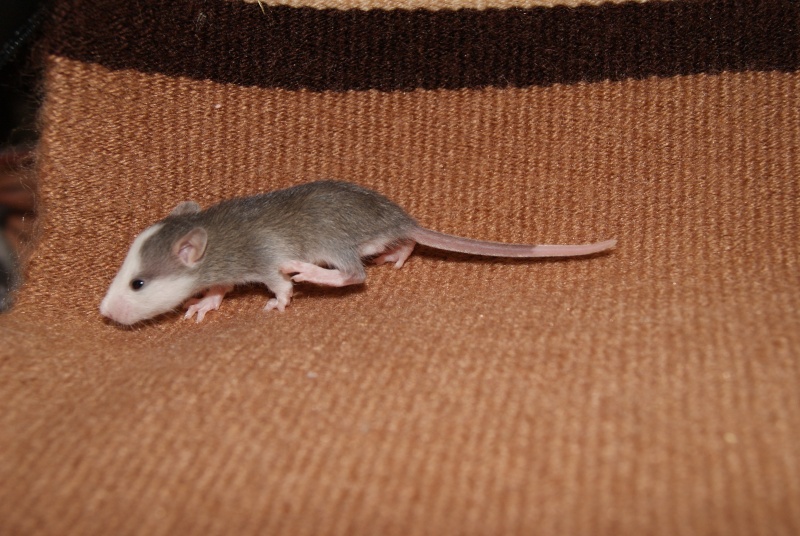 Mes adorables ratons  Ha5-fi10